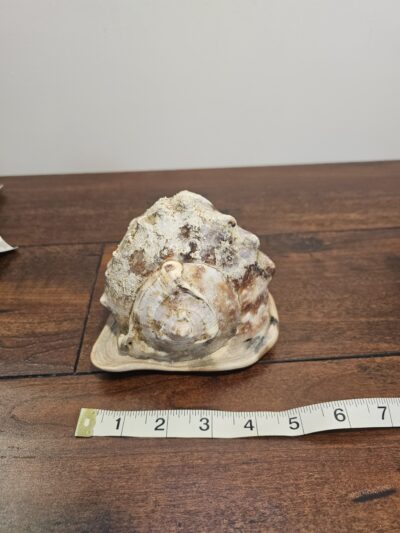 Natural Conch Sea Shell Decorative Accent - product image 1