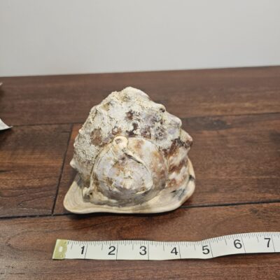 Natural Conch Sea Shell Decorative Accent - product image 1