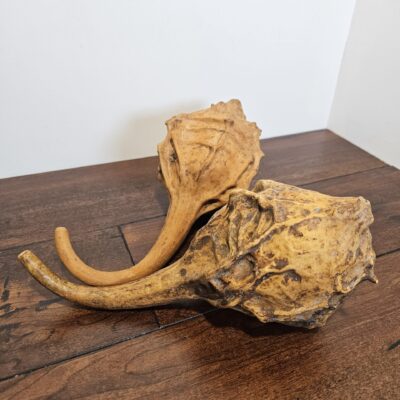 Natural Dried Gourds with Long Stems Set of 2 - product image 1