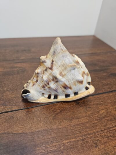 Natural Conch Shell Decorative Accent 5 Inch - product image 1