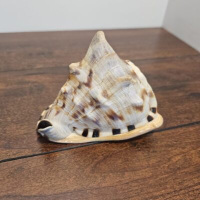 Natural Conch Shell Decorative Accent 5 Inch - product image 1